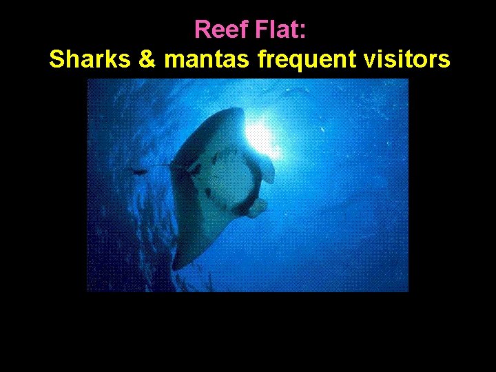Reef Flat: Sharks & mantas frequent visitors 