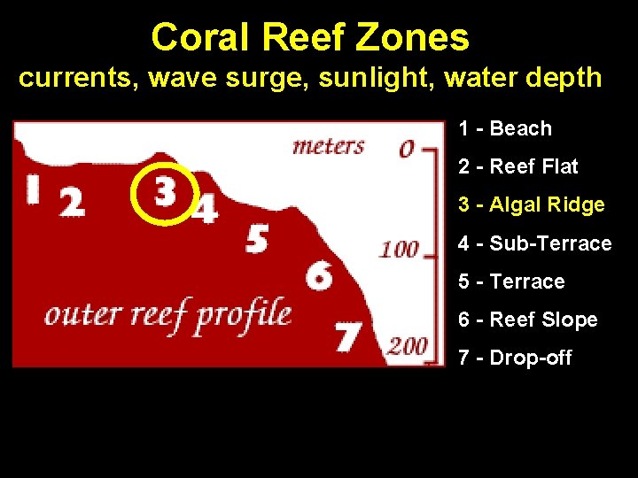 Coral Reef Zones currents, wave surge, sunlight, water depth 1 - Beach 2 -