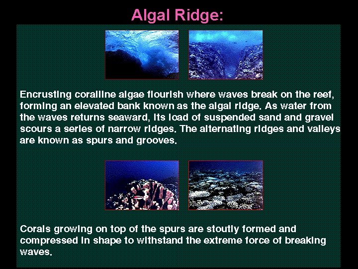 Algal Ridge: 