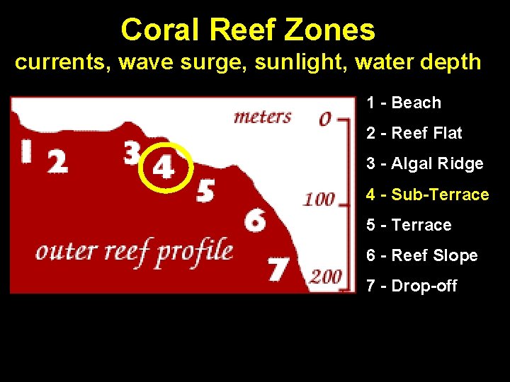 Coral Reef Zones currents, wave surge, sunlight, water depth 1 - Beach 2 -