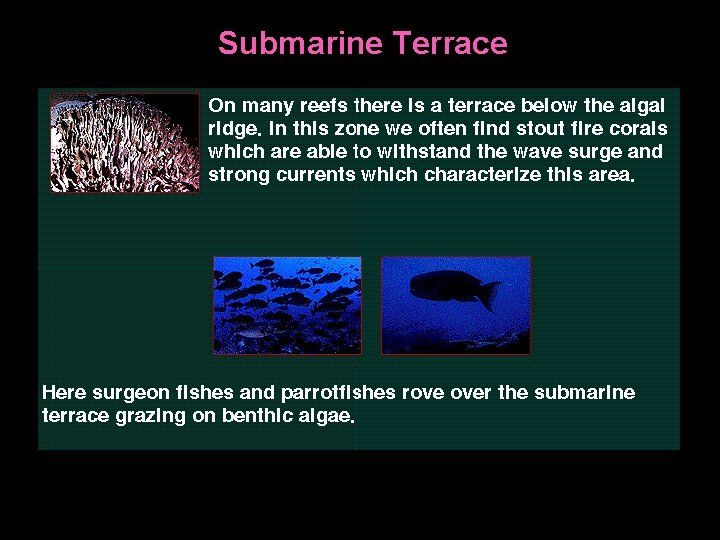 Submarine Terrace 