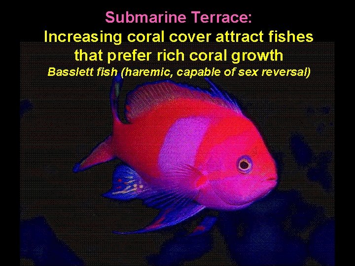 Submarine Terrace: Increasing coral cover attract fishes that prefer rich coral growth Basslett fish