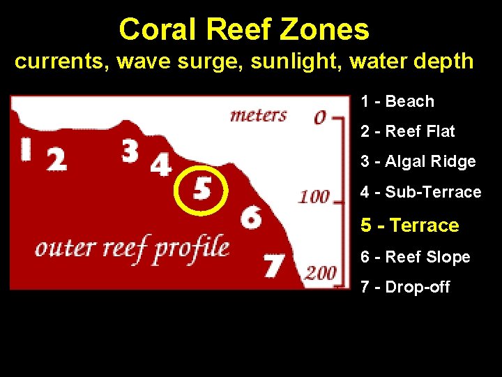 Coral Reef Zones currents, wave surge, sunlight, water depth 1 - Beach 2 -