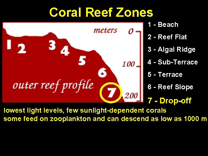Coral Reef Zones 1 - Beach 2 - Reef Flat 3 - Algal Ridge