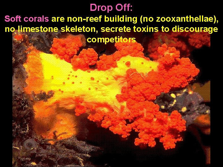 Drop Off: Soft corals are non-reef building (no zooxanthellae), no limestone skeleton, secrete toxins