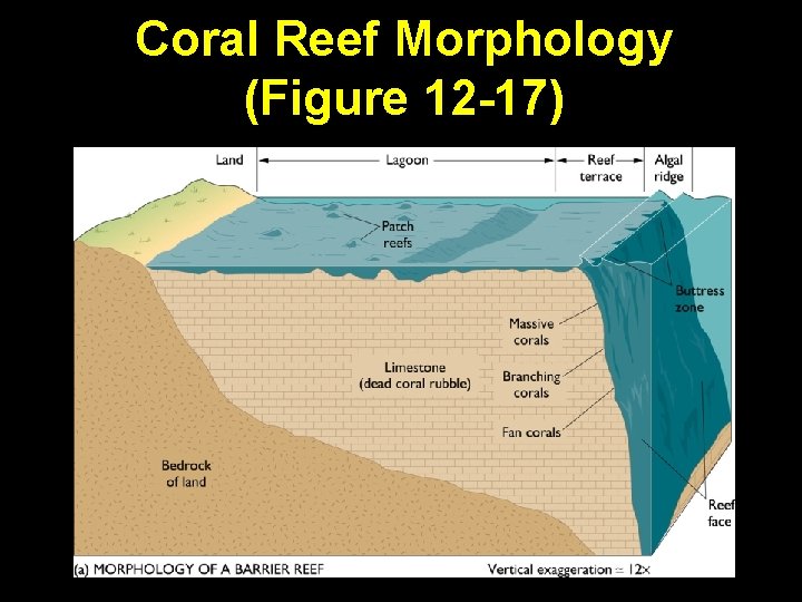 Coral Reef Morphology (Figure 12 -17) 