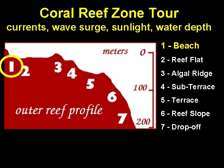 Coral Reef Zone Tour currents, wave surge, sunlight, water depth 1 - Beach 2