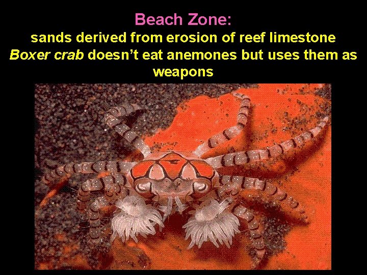 Beach Zone: sands derived from erosion of reef limestone Boxer crab doesn’t eat anemones