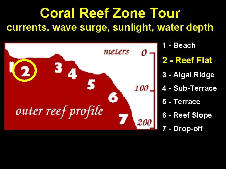 Coral Reef Zone Tour currents, wave surge, sunlight, water depth 1 - Beach 2