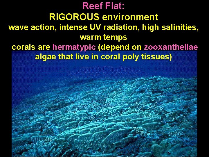 Reef Flat: RIGOROUS environment wave action, intense UV radiation, high salinities, warm temps corals
