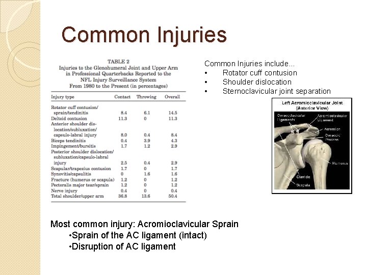 Common Injuries include… • Rotator cuff contusion • Shoulder dislocation • Sternoclavicular joint separation