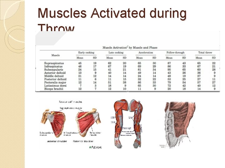 Muscles Activated during Throw 