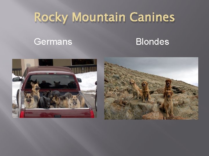 Rocky Mountain Canines Germans Blondes 