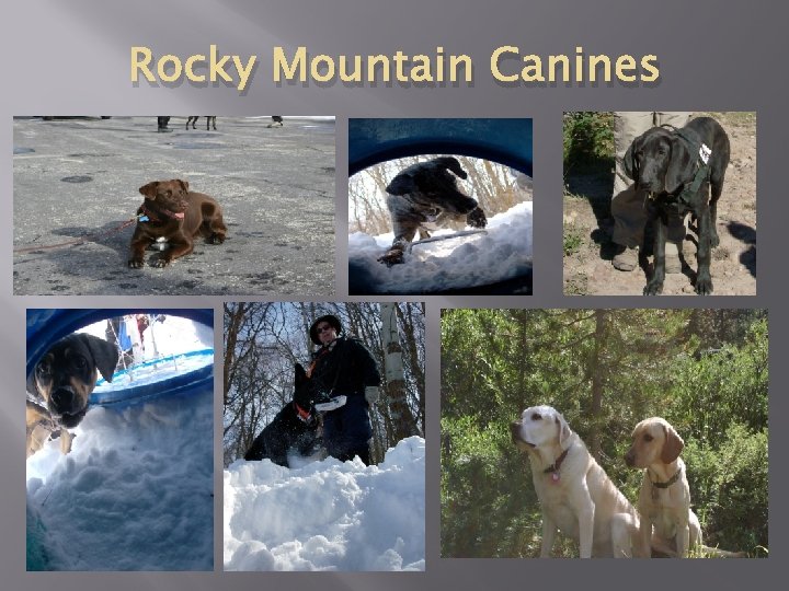 Rocky Mountain Canines 