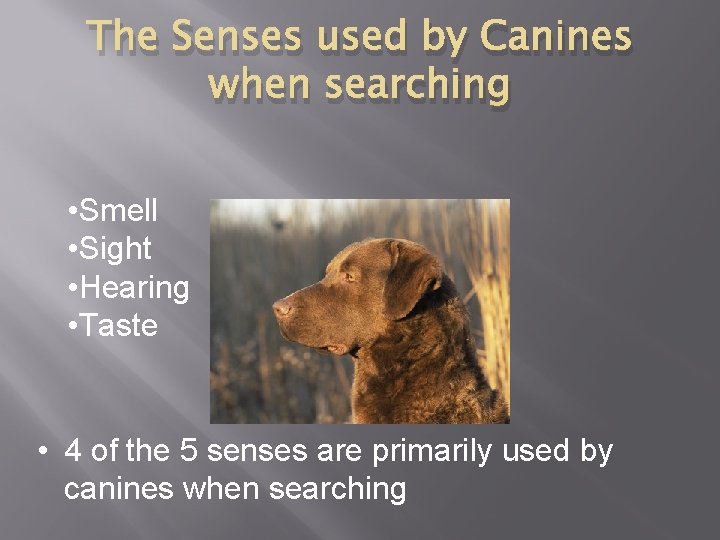 The Senses used by Canines when searching • Smell • Sight • Hearing •