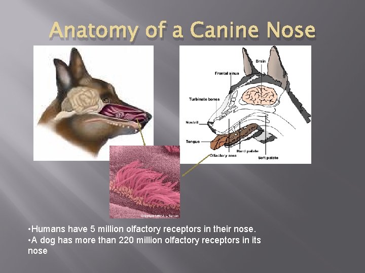 Anatomy of a Canine Nose • Humans have 5 million olfactory receptors in their