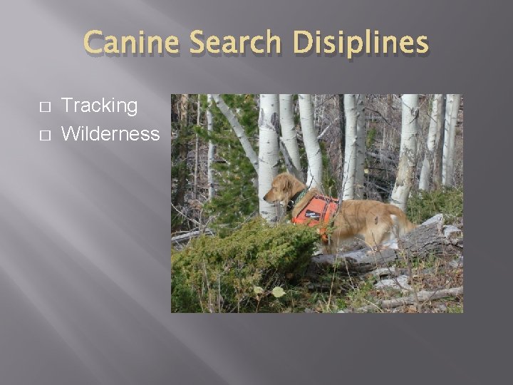 Canine Search Disiplines � � Tracking Wilderness 