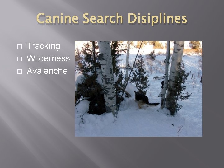Canine Search Disiplines � � � Tracking Wilderness Avalanche 