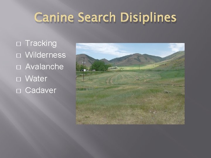 Canine Search Disiplines � � � Tracking Wilderness Avalanche Water Cadaver 
