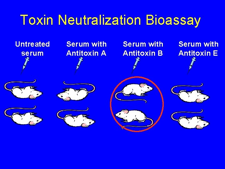 Toxin Neutralization Bioassay Untreated serum Serum with Antitoxin A Serum with Antitoxin B Serum