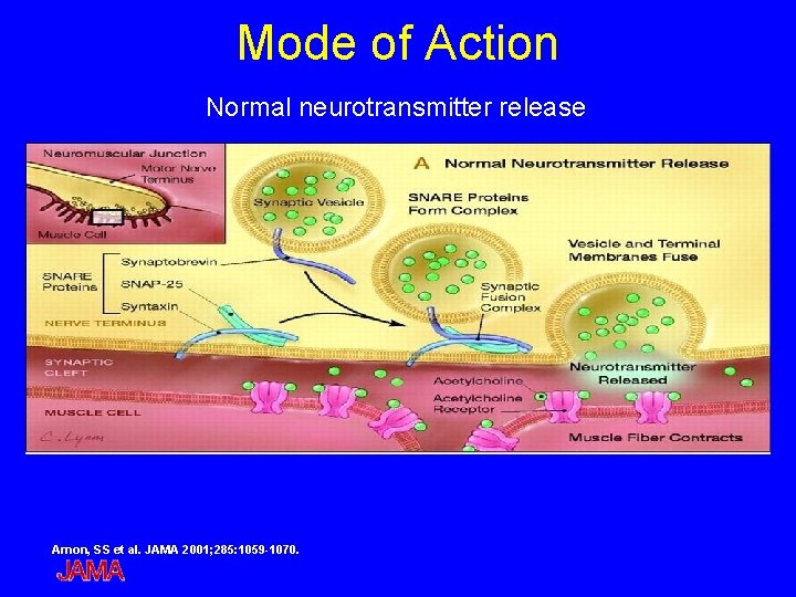 Mode of Action Normal neurotransmitter release Arnon, SS et al. JAMA 2001; 285: 1059