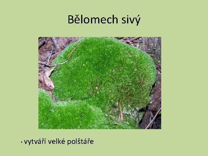 Bělomech sivý • vytváří velké polštáře 