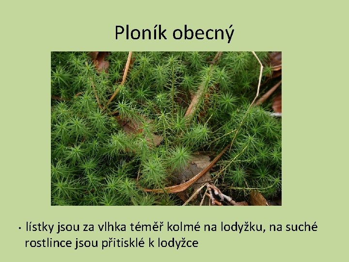 Ploník obecný • lístky jsou za vlhka téměř kolmé na lodyžku, na suché rostlince
