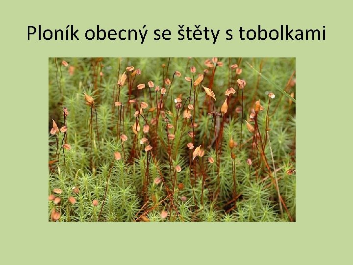 Ploník obecný se štěty s tobolkami 