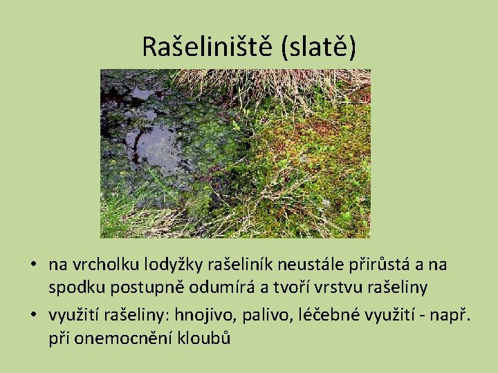 Rašeliniště (slatě) • na vrcholku lodyžky rašeliník neustále přirůstá a na spodku postupně odumírá