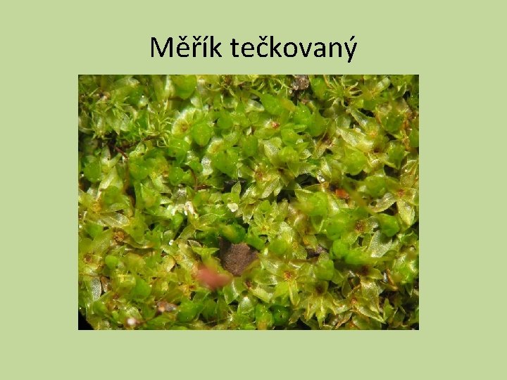 Měřík tečkovaný 