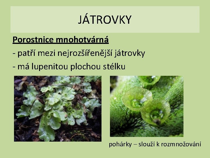 JÁTROVKY Porostnice mnohotvárná - patří mezi nejrozšířenější játrovky - má lupenitou plochou stélku pohárky