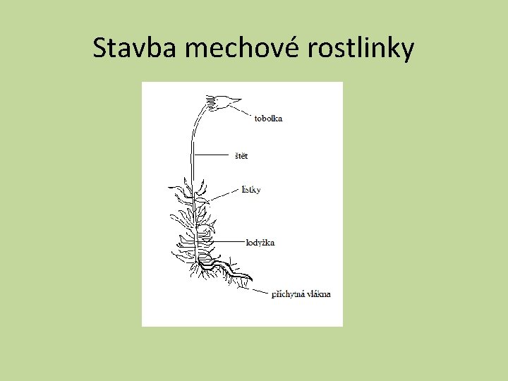 Stavba mechové rostlinky 