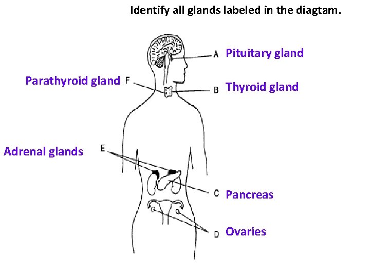 Identify all glands labeled in the diagtam. Pituitary gland Parathyroid gland Thyroid gland Adrenal