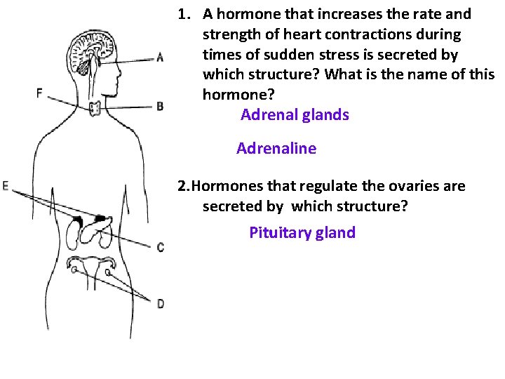 1. A hormone that increases the rate and strength of heart contractions during times