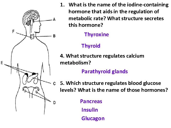 1. What is the name of the iodine-containing hormone that aids in the regulation