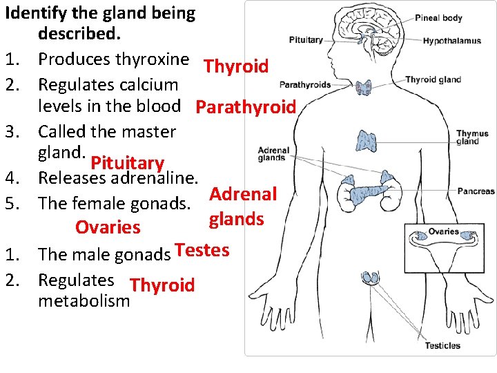 Identify the gland being described. 1. Produces thyroxine Thyroid 2. Regulates calcium levels in