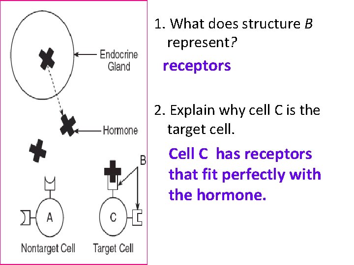 1. What does structure B represent? receptors 2. Explain why cell C is the