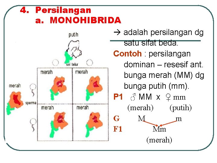 4. Persilangan a. MONOHIBRIDA adalah persilangan dg satu sifat beda. Contoh : persilangan dominan