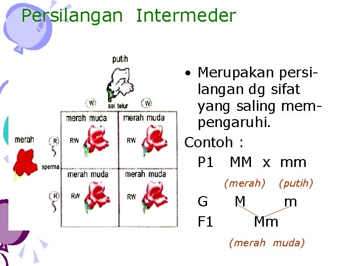 Persilangan Intermeder • Merupakan persilangan dg sifat yang saling mempengaruhi. Contoh : P 1