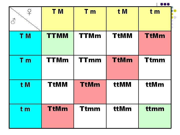 TM Tm t. M tm TM TTMm Tt. MM Tt. Mm Tm TTMm TTmm