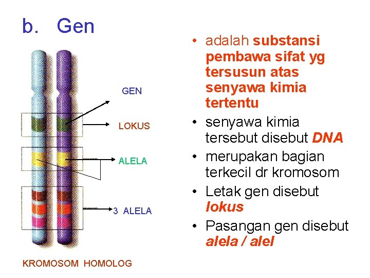 b. Gen GEN LOKUS ALELA 3 ALELA KROMOSOM HOMOLOG • adalah substansi pembawa sifat