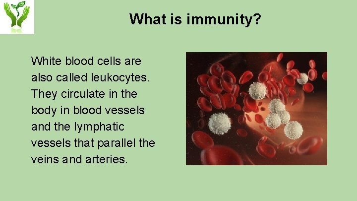 What is immunity? White blood cells are also called leukocytes. They circulate in the