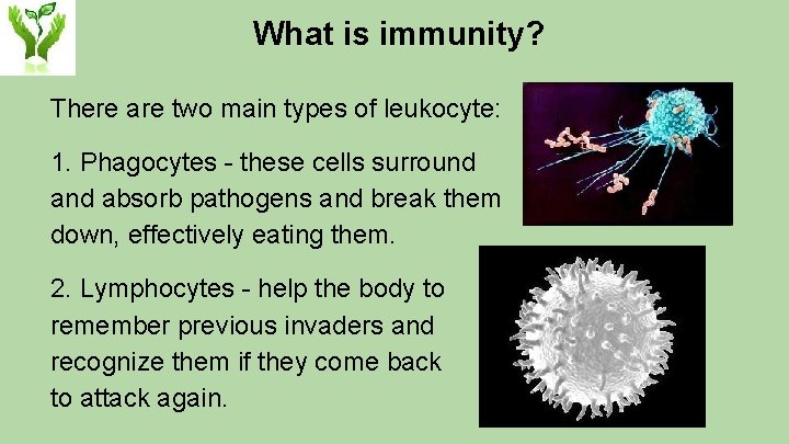 What is immunity? There are two main types of leukocyte: 1. Phagocytes - these