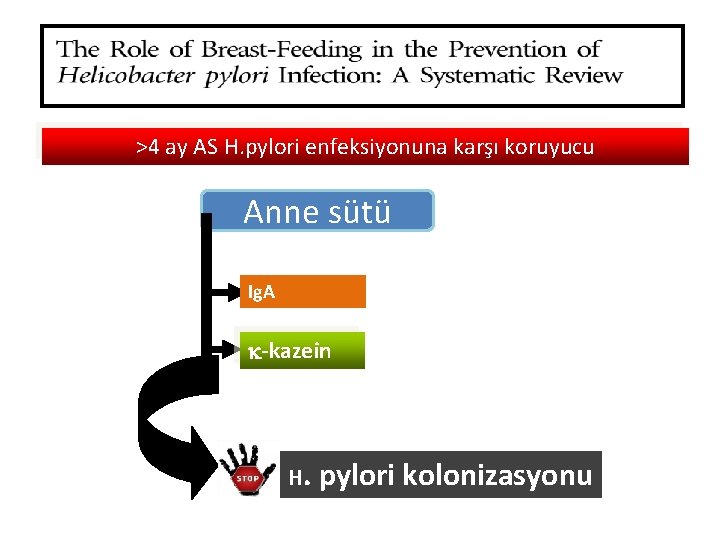 >4 ay AS H. pylori enfeksiyonuna karşı koruyucu Anne sütü Ig. A -kazein H.