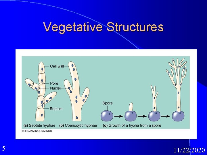 Vegetative Structures 5 11/22/2020 