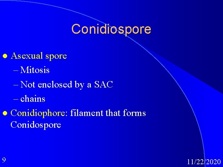 Conidiospore Asexual spore – Mitosis – Not enclosed by a SAC – chains l