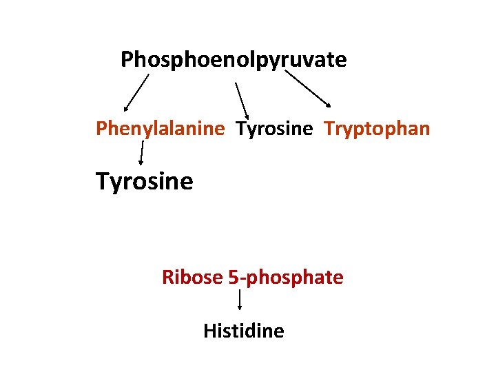 Phosphoenolpyruvate Phenylalanine Tyrosine Tryptophan Tyrosine Ribose 5 -phosphate Histidine 