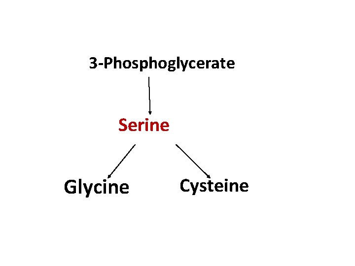 3 -Phosphoglycerate Serine Glycine Cysteine 