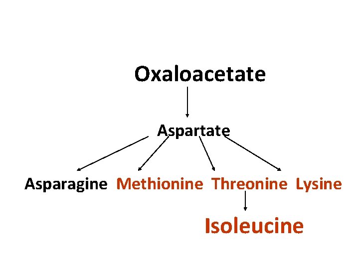 Oxaloacetate Asparagine Methionine Threonine Lysine Isoleucine 