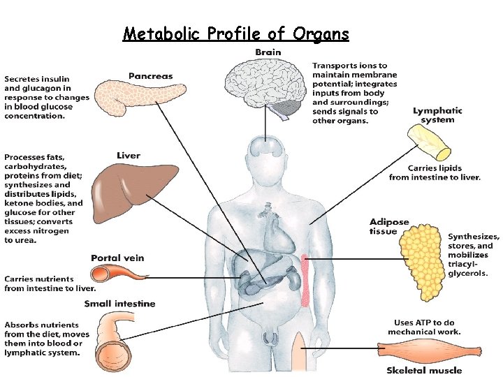 Metabolic Profile of Organs 75 